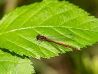 Frühe Adonislibelle Männchen